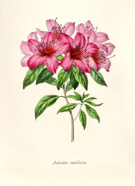 Beehive Art, Azalea Flower, Free Illustration Images, Pink Azaleas, Nature Artwork, Antique Illustration, Harvard University, Vintage Poster Art, Botanical Drawings