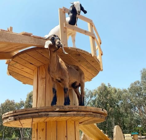 Goat Climbing Structure, Goat Castle, Goat Playground Ideas Diy, Goat Barn Plans, Animal Sanctuary Ideas, Goat House Ideas, Goat Playground Ideas, Farm Animal Shelter, Goat Pen Ideas