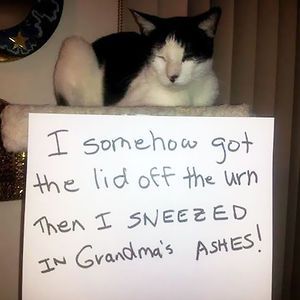 Cat Shaming Cat Shaming, Animal Shaming, Dog Shaming, Bad Cats, Silly Animals, Hamsters, Silly Cats, Funny Animal Pictures, Animal Memes