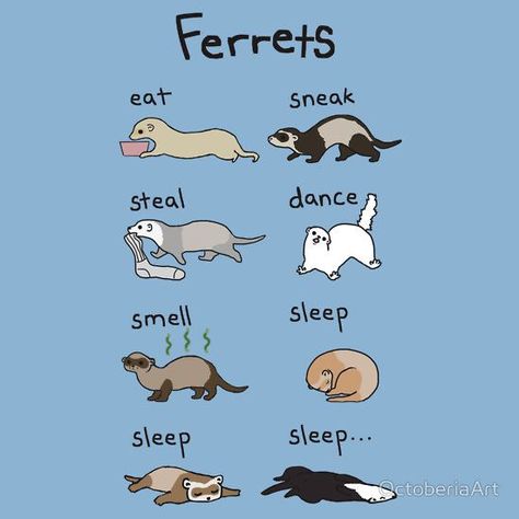 Ferret Running, Ferret Pictures, Ferret Care, Ferret Toys, Ferrets Care, Baby Ferrets, Funny Ferrets, Ferret Cage, A Ferret