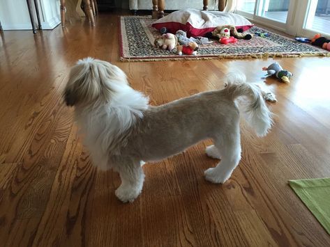 Top 10 Popular Shih Tzu Haircuts (30+ Pictures) – Page 3 – The Paws Lion Cut Dog, Shitzu Haircuts, Shih Tzu Hair Styles, Shih Tzu Puppy Cut, Shih Tzu Haircuts, Perro Shih Tzu, Chien Shih Tzu, Shih Tzu Grooming, Shitzu Puppies