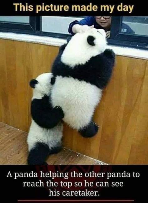 Panda Facts, Baby Panda Bears, Panda Bears, Baby Panda, Cute Animal Pictures, Cute Panda, Animal Tattoos, Sweet Animals, Funny Animal Pictures