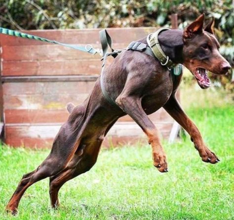 Beautiful example of a fit, working Doberman (bitework), something becoming more and more rare. From @thehouseofdobbie Red Doberman Pinscher, Doberman Pinscher Blue, Black Doberman, Doberman Pinscher Puppy, Doberman Love, Doberman Pinscher Dog, Doberman Dogs, Very Cute Dogs, Pretty Dogs