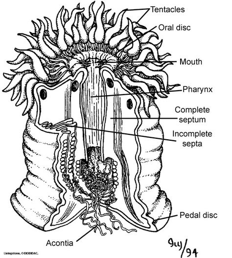 A sea anemone (Anthozoa) with a cutaway section showing the internal structure. Sea Anemone Drawing, Anemone Drawing, Biology Book, Ocean Theme Preschool, Sea Anemones, Marine Organism, Cnidaria, Ocean Science, The Ancient One