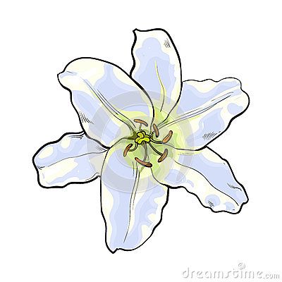 Lily Flower Illustration, Pink Lily Flower Drawing, Lilly Illustration Flowers, Lily Illustration Flower, White Lily Illustration, Lily Drawing, Lilies Drawing, White Lily Flower, Cartoon Birds