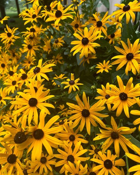 Black-eyed Susan Black Eyed Susan, Black Eyed, Eye Black, Vermont, Zen, Flowers, On Instagram, Quick Saves, Black