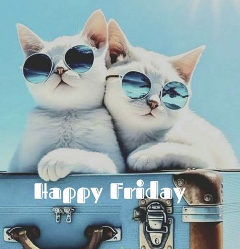 Happy Friday Pictures, Happy Friday Morning, Friday Cat, Funny Cat Images, Friday Meme, Beautiful Monday, Good Morning Happy Friday, Good Morning Friday, Good Morning Funny Pictures