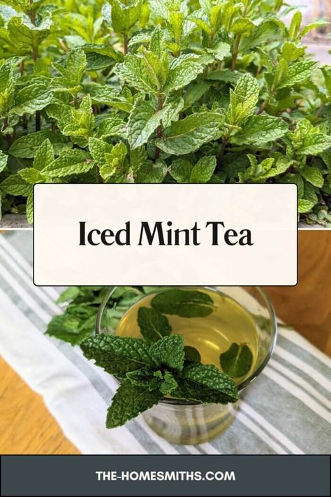 Simple and Fresh Iced Mint Tea - The Homesmiths Mint Tea Recipe, Fresh Mint Tea, Basil Tea, Spearmint Tea, Frugal Recipes, Alcohol Free Drinks, Herbal Recipes, Mint Tea, Fresh Mint Leaves