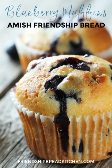 Blueberry Amish Friendship Bread Muffins Amish Bread Starter Recipes, Amish Bread Starter, Best Amish Recipes, Amish Bread Recipes, Amish Friendship Bread Starter Recipes, Friendship Recipe, Friendship Bread Recipe, Friendship Bread Starter, Amish Bread