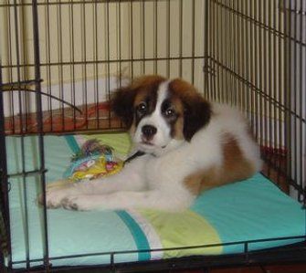 Picture of Waterproof Crate Cushion Dog Crate Pads, Airline Pet Carrier, Diy Dog Crate, Diy Dog Kennel, Murphy Bed Ideas, Diy Dog Bed, Potty Training Puppy, Dog Crates, Cutest Puppies