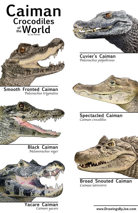 Types Of Crocodiles, Crocodile Pictures, Crocodile Species, Animal Infographic, Animals Information, World Poster, Wild Animals Pictures, Bristol Board, Types Of Animals