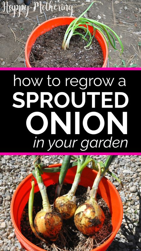 Wondering what to do with an onion growing sprouts in your produce basket? Learn how to plant a sprouted onion & grow a brand new one in your backyard garden. This easy gardening tutorial goes step by step through the planting process to regrow onions. Fun activity to do with kids. #gardeningtips #gardener #garden #sproutedonions #onions #backyardgarden #sustainability #growyourown #zerowaste #greenliving #gardenhacks #gardentips #howto #growfood #sustainableliving #homemaking #lifehacks #diy Sprouted Onions, How To Plant Onions, Plant Onions, Onion Plant, Produce Basket, Green Onions Growing, Regrow Vegetables, Produce Baskets, Growing Onions