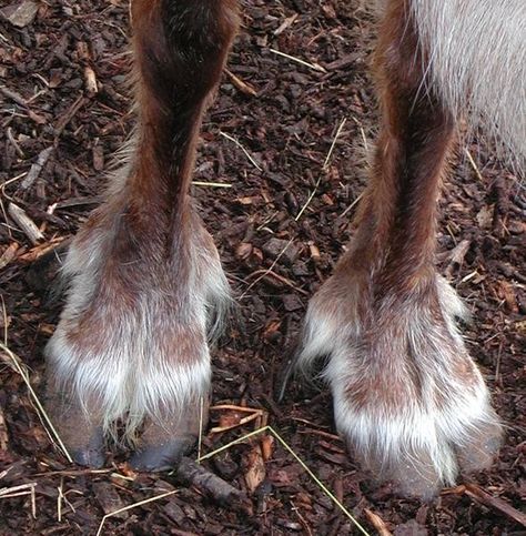 Reindeer Hooves pause... Caribou Animal, Reindeer Hooves, Animal Anatomy, Paws And Claws, Beautiful Horse, Older Sister, Horse Pictures, Red Light, What You Can Do