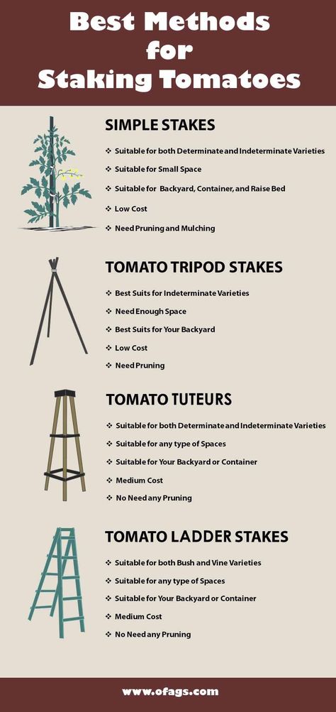 Stake Tomato Plants, Tomato Plant Trellis, Staking Tomato Plants, Raised Veggie Gardens, Tomato Stakes, Healthy Harvest, Tomato Trellis, Tomato Vine, Garden Tomatoes