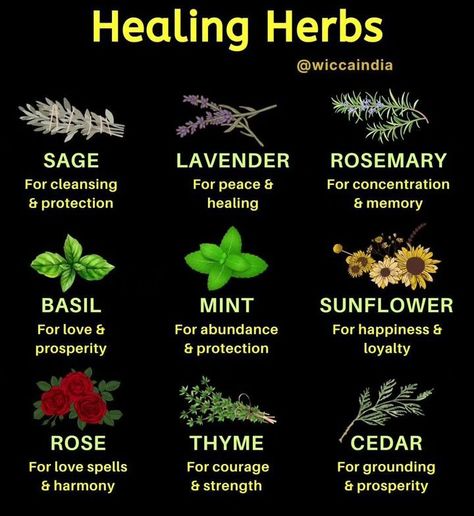 Medicine Garden, Culinary Chef, Herbal Remedies Recipes, Magickal Herbs, Medicinal Herbs Garden, Medical Herbs, Magic Herbs, Magical Herbs, Herbal Healing