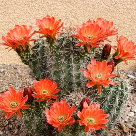 Echinocereus triglochidiatus (Claret Cup Hedgehog) | Zona Gardens Succulent Bed, Claret Cup Cactus, Beautiful Paintings Of Nature, Xeriscape Landscaping, Alcohol Ink Glass, Cactus Pictures, Flowering Cactus, Wall Flowers, Mini Cactus