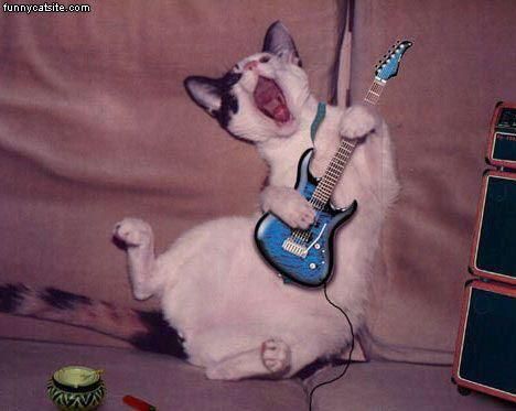 Could this be Les Paul?? Image Chat, Silly Cats Pictures, Silly Animals, Cat Aesthetic, Funny Cute Cats, 영감을 주는 캐릭터, Silly Cats, Pretty Cats, Cute Little Animals