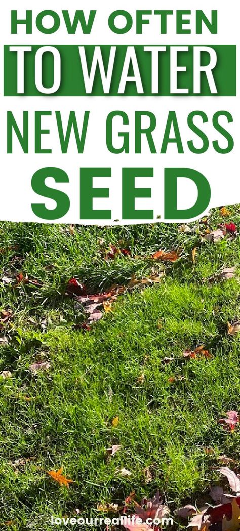 Grow Grass From Seed, How To Grow Grass From Seed, Grass Seed Tips How To Grow, Grow Grass Fast, Growing Grass From Seed, Planting Grass Seed, Best Grass Seed, Lawn Food, Planting Grass