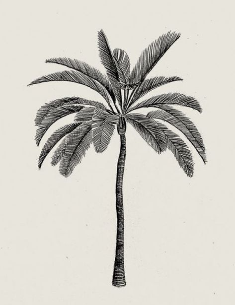 Palm Tree Sketch Tattoo, Palm Tree Tattoo Design, Palm Tree Flash Tattoo, Hawaii Illustration, Hawaii Graphic Design, Palm Graphic Design, Palm Tree Architecture Drawing, Palm Tree Graphic, Palmtrees Illustration