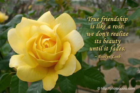 Quotes For Roses Flower, Yellow Roses Quotes, Yellow Flower Quotes, Yellow Rose Quotes, Happy Rose Day Wallpaper, Rose Flower Quotes, Rose Day Wallpaper, Rose Poems Quotes Beautiful, Flower Captions For Instagram