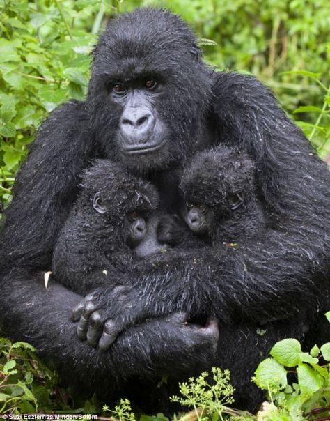 Cuddliest twins in the jungle: Young gorillas get a hug from mum after a busy day exploring the forest Twin Baby Photos, Baby Gorilla, Gorilla Gorilla, Animal Photography Wildlife, Baby Animal Art, Baby Gorillas, Twin Photos, Photography Wildlife, Mountain Gorilla