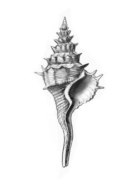 Murex Shell Tattoo, Marine Tattoo, Shell Tattoo, Shell Drawing, Seashell Tattoos, Shell Tattoos, Vintage Tattoo Design, Sea Tattoo, Scientific Illustration