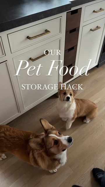 Tilt Out Dog Food Storage, Dog Bowl Placement, Pet Food Storage Cabinet, Dog Food Storage Kitchen, Dog Food Containers Storage Ideas, Cute Dog Food Storage, Dog Food Cabinet In Kitchen, Pantry With Dog Food Storage, Dog Feeding Station With Storage