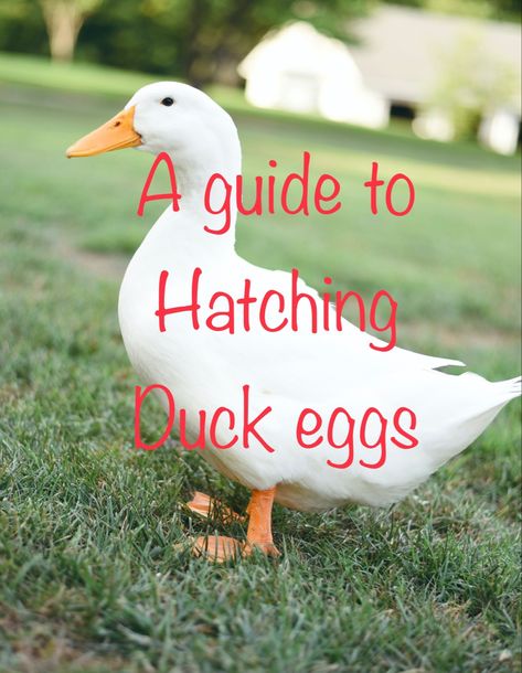 This is a guide with all the information and help needed for you to successfully hatch your duck eggs at home with your own incubator. Hatching Ducks In Incubator, Duck Keeping, Hatching Duck Eggs, Homemade Incubator, Keeping Ducks, Egg Candling, Male Duck, Pekin Duck, Hatching Chickens