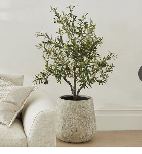 Faux Floor Plants, Indoor Olive Trees In Pots, Olive Tree Living Room, Tree In Room, Olive Tree Pot, Olive Trees In Pots, Olive Tree Indoor, Olive Tree In Pot, Interior Tree