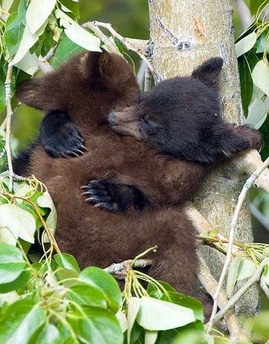 Black Bear Cub, Baby Bears, Nosara, Bear Hug, Bear Cubs, Appaloosa, Quarter Horse, Sweet Animals, Baby Bear