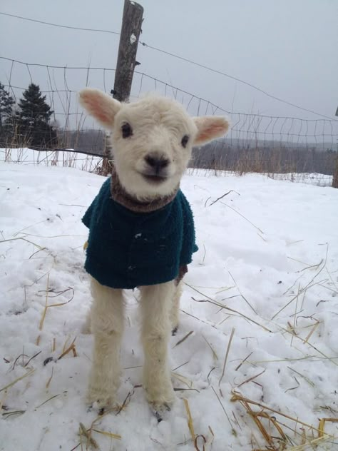 3 days old <3 The Snow, Sheep, Blue, White