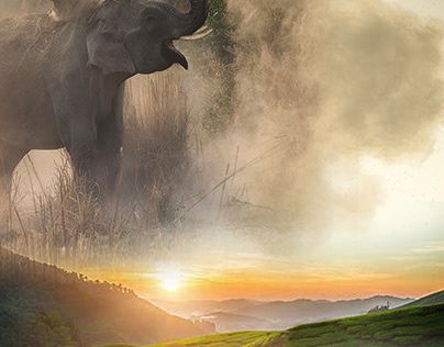 Arikomban Elephant, Photoshop Adobe, Graphic Design Illustration, Design Illustration, Adobe Photoshop, Elephant, Photoshop, Graphic Design, Design