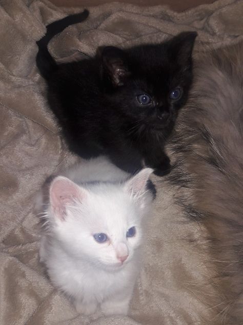 Black And White Kittens, Ninja Cats, Cute Little Kittens, White Kittens, Cat Character, White Cats, Cute Cats And Dogs, Silly Cats