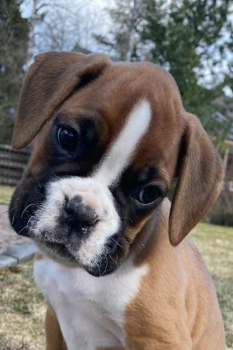 Boxer Dog Pictures, Cute Boxer Puppies, Boxer Dog Breed, Boxer Dog Puppy, Cute Boxers, Boxer (dog), Boxer Puppy, Boxer Puppies, Very Cute Dogs