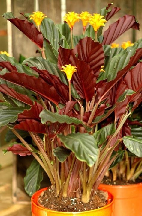 Indian Kitchen Ideas, Calathea Crocata, Vertical Garden Indoor, Calathea Plant, Fairy Homes, Household Plants, Prayer Plant, Native Design, Indoor Jungle