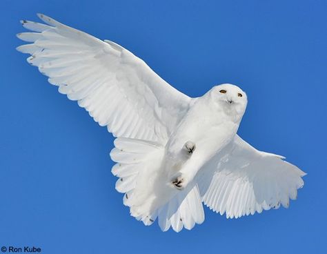 Snow Owl Wings, Raptors Bird, Owl Wings, 23 February, Rc Glider, Snow Owl, Dragon Sketch, Bird Wings, White Owl