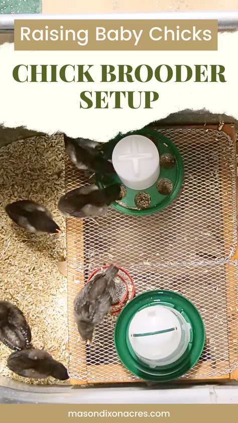 Plastic Tote Chicken Brooder, Dog Crate Chicken Brooder, Chick Brooder Setup, Brooder Box Ideas Diy, Brooder Inside Chicken Coop, Chicken Brooder Ideas, Chicken Cop, Chick Brooder Ideas, Diy Brooder