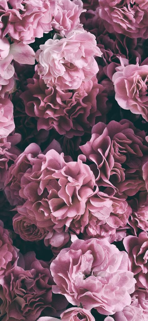 Just Me Myself And I, Flores Wallpaper, Hydrangea Wallpaper, Me Myself And I, Peonies And Hydrangeas, Beautiful Wallpapers For Iphone, Peony Wallpaper, Flower Iphone Wallpaper, Cute Flower Wallpapers