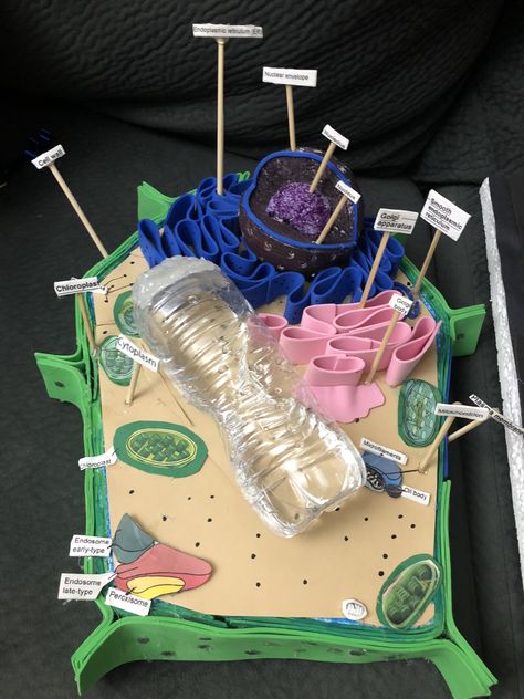 Plant cell structure 7th grade science project Plant Cell Project Ideas, Cell Project Ideas, Plant Cells Project Ideas, 7th Grade Science Projects, Plant Cell Project, Plant Cell Diagram, Plant Cell Structure, Plant Cell Model, Cell Project