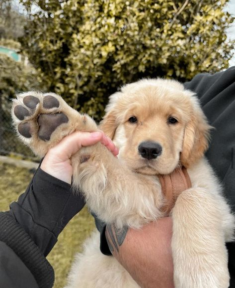 Couple With Golden Retriever Aesthetic, Golden Puppies Retriever, White Retriever Puppy, Blonde Golden Retriever, Golden Retriever Puppy Aesthetic, Baby Golden Retrievers, Creme Golden Retriever, Cute Golden Retriever Puppy, Puppy Golden Retriever