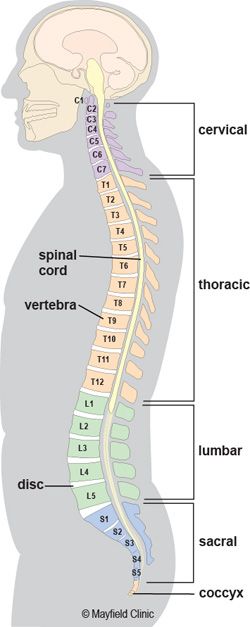 Q+A: Spondylolisthesis, Spinal Fusion, and More (Part 1) Spine Anatomy, Thoracic Vertebrae, Spinal Fusion, Healthy Spine, Skeleton Anatomy, Human Spine, Body Tips, Yoga Anatomy, Human Body Anatomy