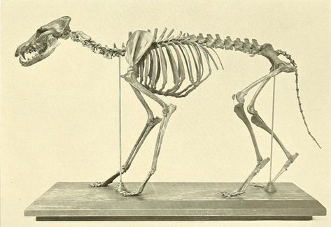 Pleistocene coyote skeleton (Canis latrans orcutti), The Fauna of Rancho La Brea (Vol. II), John Campbell Merriam, 1911 John Campbell, Vulture Culture, Prehistoric Animals, Natural History, Mammals, Digital Illustration, Skeleton, Art Reference, Bones