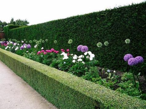 Allium Garden, Powis Castle, Neat Garden, Gardening Club, Urban Backyard, Bohemian Garden, Garden Border, Backyard Paradise, Outdoor Retreat