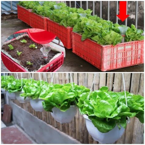 MetDaan Tips - How to grow lettuce in hanging pots & plastic baskets! Lettuce In Containers, Lettuce Growing, How To Grow Lettuce, Grow Lettuce, Growing Lettuce, Plastic Basket, Plastic Baskets, Hanging Garden, Hanging Pots