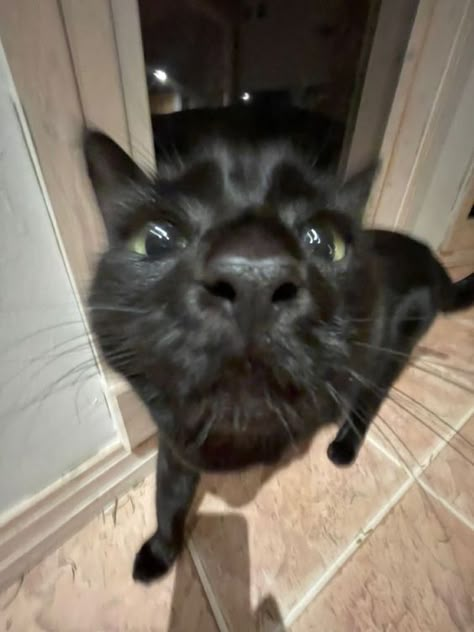 Cursed Cats, Cat Pfps, Goofy Cats, Silly Kitty, Silly Kitties, Cats Pictures, Silly Cats Pictures, Cute Kitties, A Black Cat