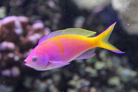 Tropical fish photos, Tropical fish Photography, tropical fish ... Tropical Fish Pictures, Beautiful Tropical Fish, Tropical Fish Tanks, Pretty Fish, Fauna Marina, Fish Breeding, Salt Water Fish, Pink Fish, Cool Fish