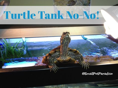 Don't endanger your turtle. Get him a turtle tank topper. Small Turtle Tank, Turtle Setup, Aquatic Turtle Tank, Turtle Tank Setup, Turtle Basking Platform, Red Eared Slider Turtle, Turtle Aquarium, Turtle Care, Slider Turtle