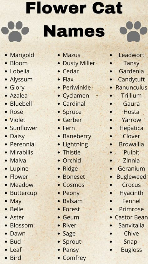 Flower Cat Names | Pets Names Girl Cat Names, Warrior Cat Names, Raw Cat Food Recipes, Cute Cat Names, Dragon Names, Biblical Names, Flower Cat, Name Inspiration, Unique Baby Names