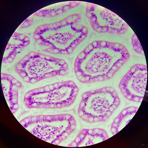 #cells #tissue #biology #science #lab #anatomy Tissue Biology, Biology Science, Science Lab, Atom, Biology, Anatomy, Lab, Science, Quick Saves