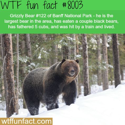 Facts About Bears, Bear Facts, Trail Ride, Facts Funny, Ron Swanson, Random Facts, Animal Facts, Chuck Norris, Banff National Park